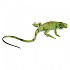 [해외]사파리엘티디 아기 그림 Iguana 15137554586 Green