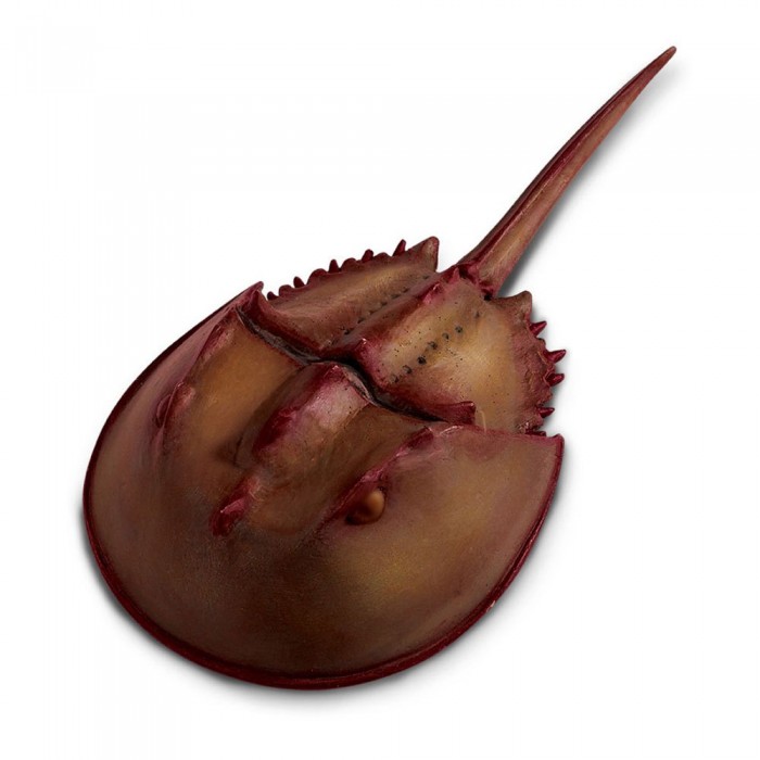 [해외]사파리엘티디 피겨 Horseshoe Crab 15137554603 Brown / Red